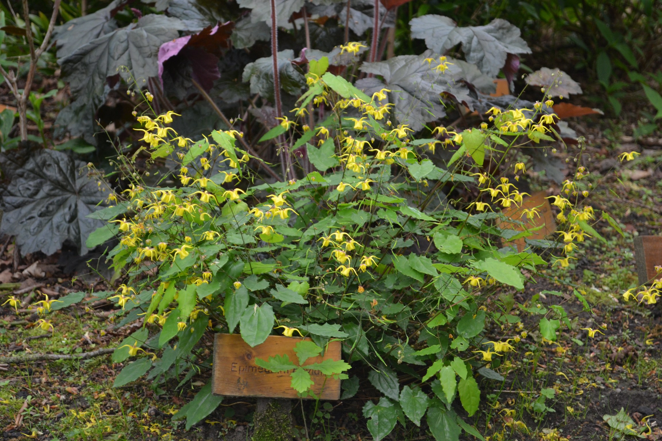 Epimedium davidii